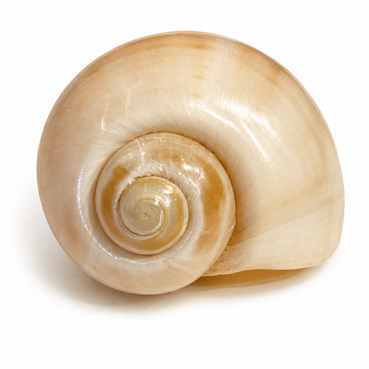 Billede af Pomacea Paludosa 5,5 cm - gul