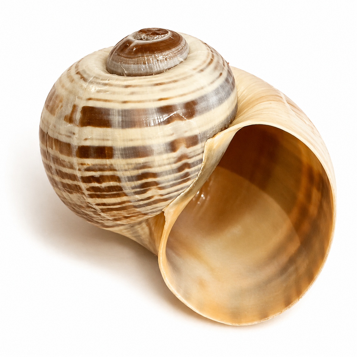 Pomacea Paludosa 6 cm - stribet Pomacea Paludosa 6 cm - stribet