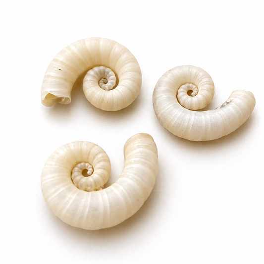 Billede af Spirula Spirula blæksprutte - 2 cm
