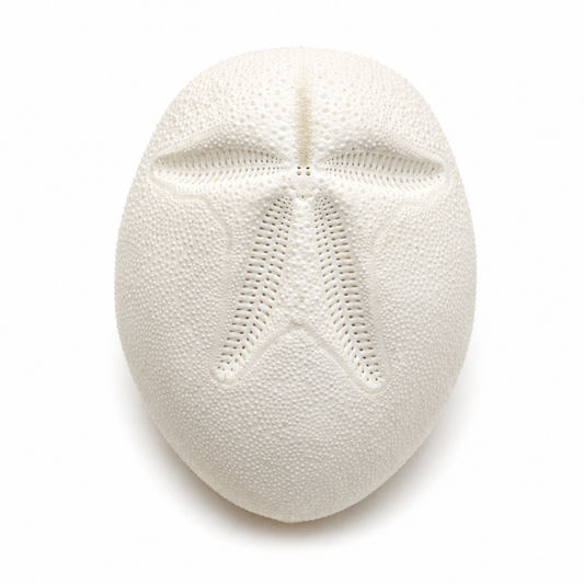 Billede af Søpindsvin, Heart Urchin