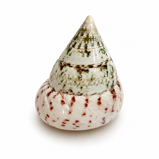 Billede af Tectus conus strawberry  - 4 cm