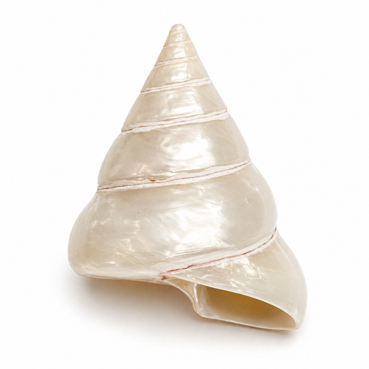 Billede af Tectus perlemor - 5,5 cm