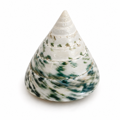 Tectus pyramis 5 cm