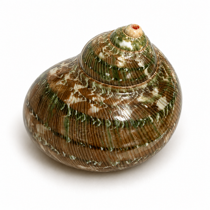 Turbo Petholatus - 5 cm