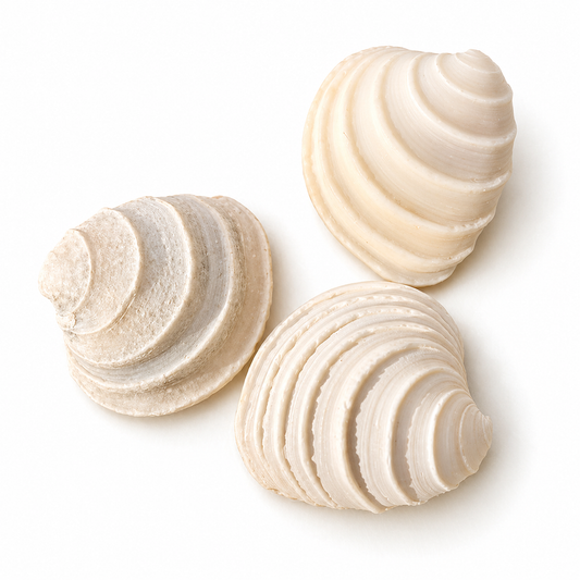 Billede af Wedding cake, Tiara Venus - muslingeskal - 10 stk