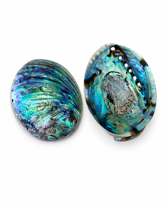 Billede af Paua Abalone poleret | 12 cm