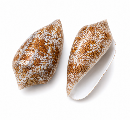 Conus textile - konkylie | 8-9 cm