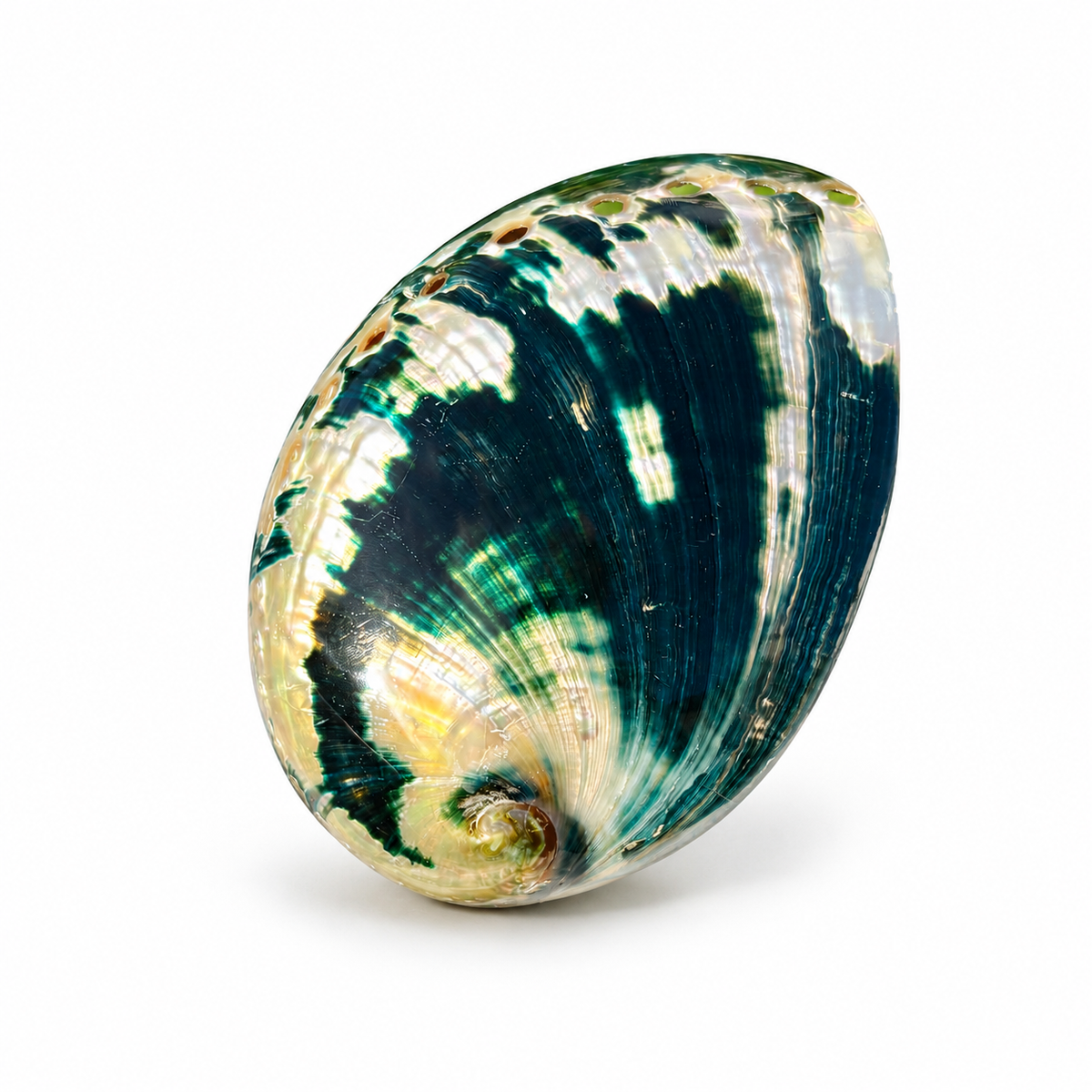 Abalone, mørk grøn poleret - 9 cm Abalone, mørk grøn poleret - 9 cm