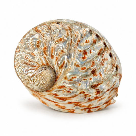 Billede af Abalone, rød poleret - 14 cm