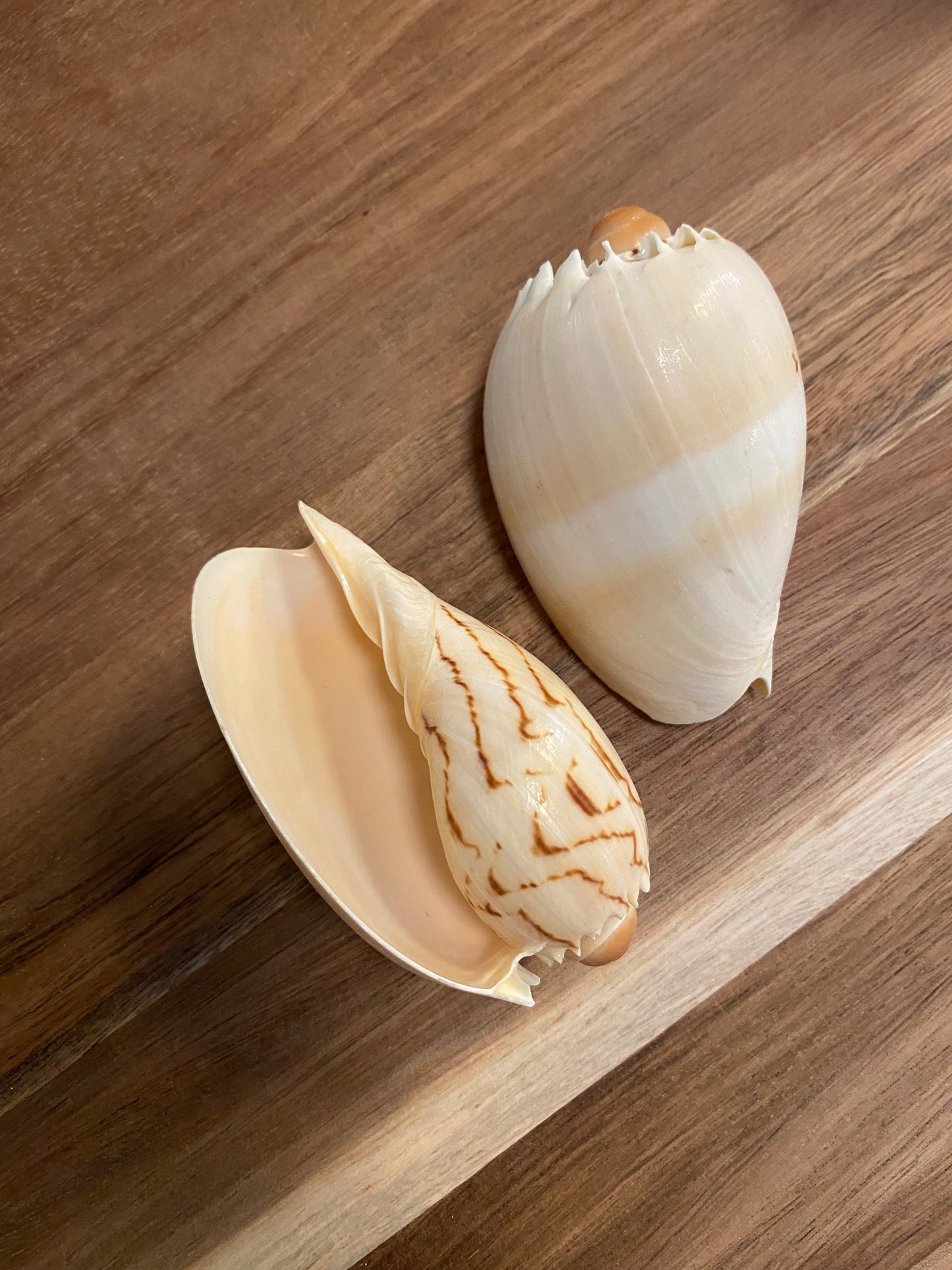 Melon shell konkylie 6 -7 cm Melon shell konkylie 6 -7 cm