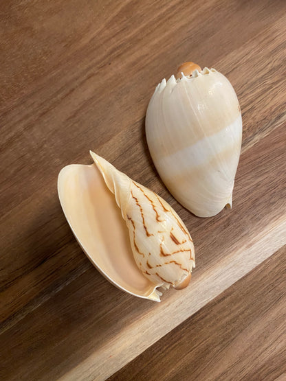 Melon shell konkylie 6 -7 cm