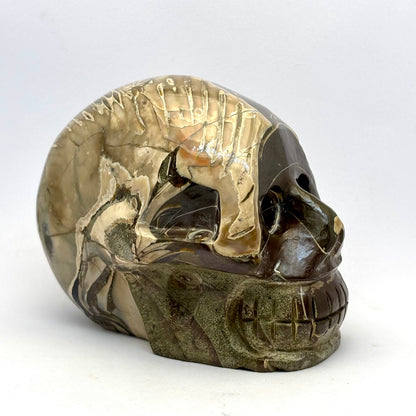 Sjældent Ammonit kranie  10 cm