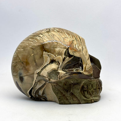 Sjældent Ammonit kranie  10 cm