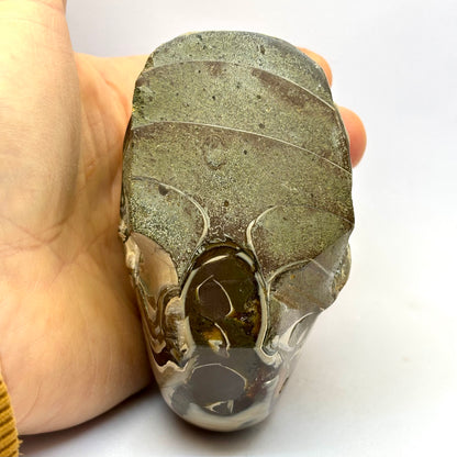Sjældent Ammonit kranie  10 cm