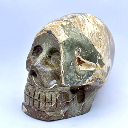 Sjældent Ammonit kranie 10,5 cm