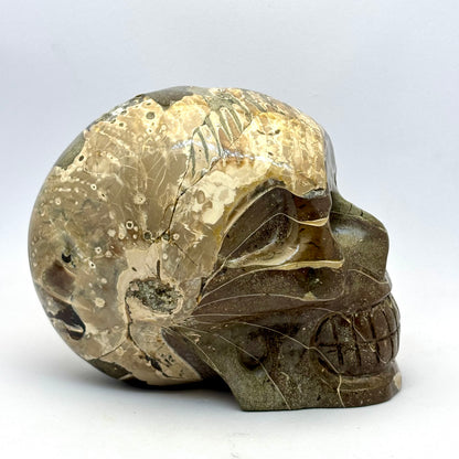 Sjældent Ammonit kranie 10,5 cm