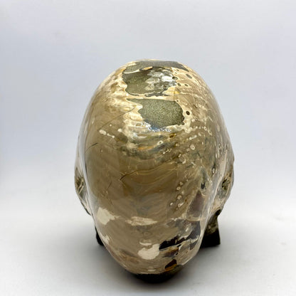 Sjældent Ammonit kranie 10,5 cm