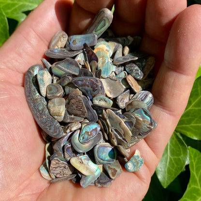 Paua skaller 100 gram