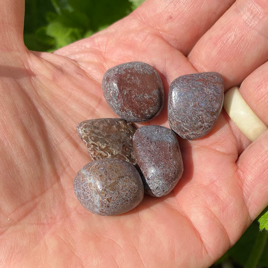 Billede af Forstenet dinosaurus knogle - Lommesten