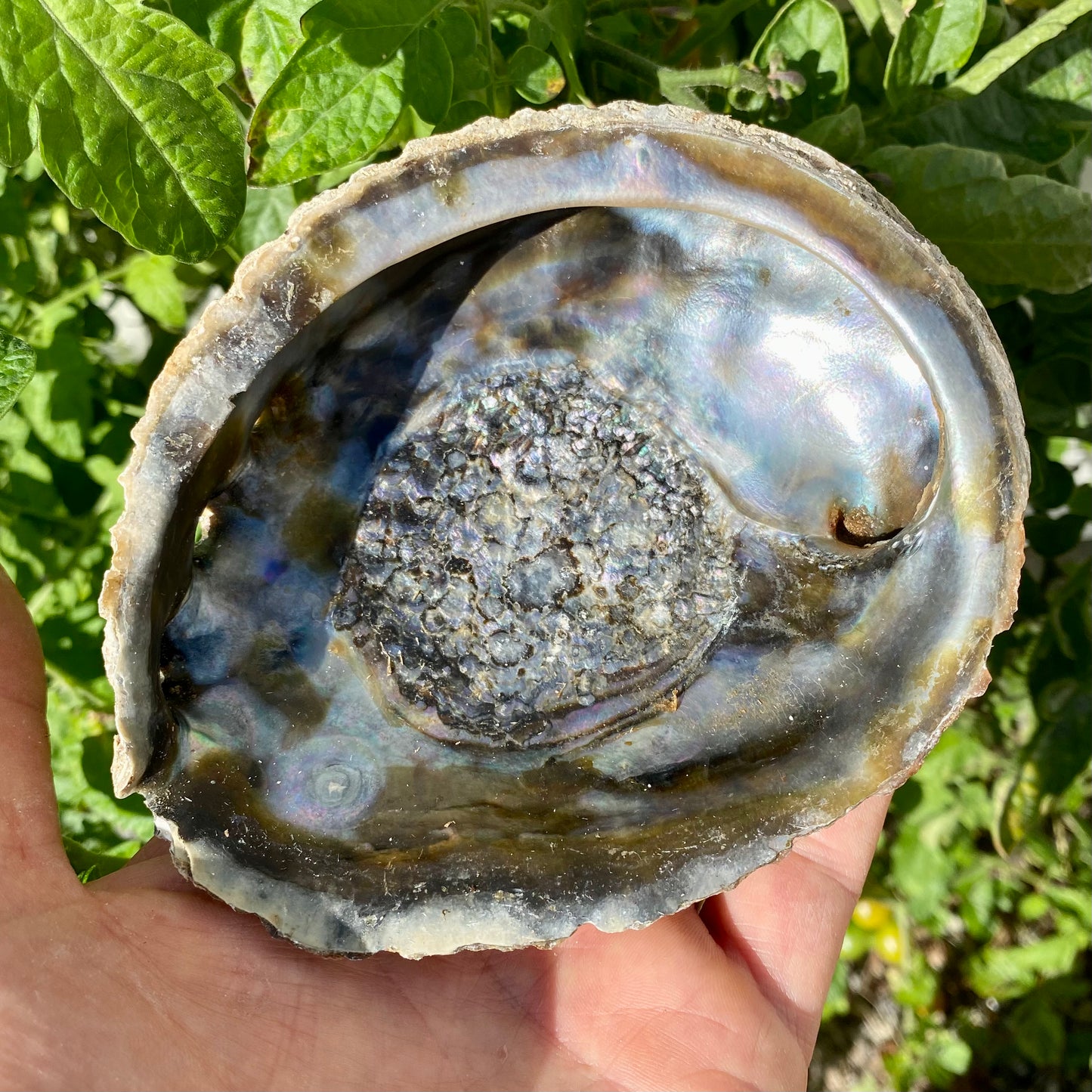 Abalone, naturlig - 12 cm Abalone, naturlig - 12 cm