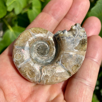 Ammonit forstenet irisernede - 5,5 cm
